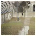 rainbird-overhead-irrigation